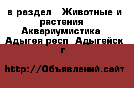  в раздел : Животные и растения » Аквариумистика . Адыгея респ.,Адыгейск г.